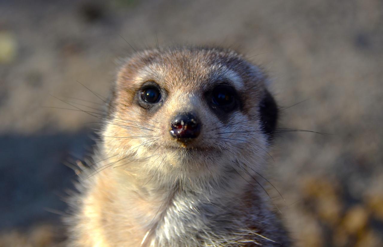 Ta atrakcja będzie w Poznaniu również otwarta w Wielkanoc