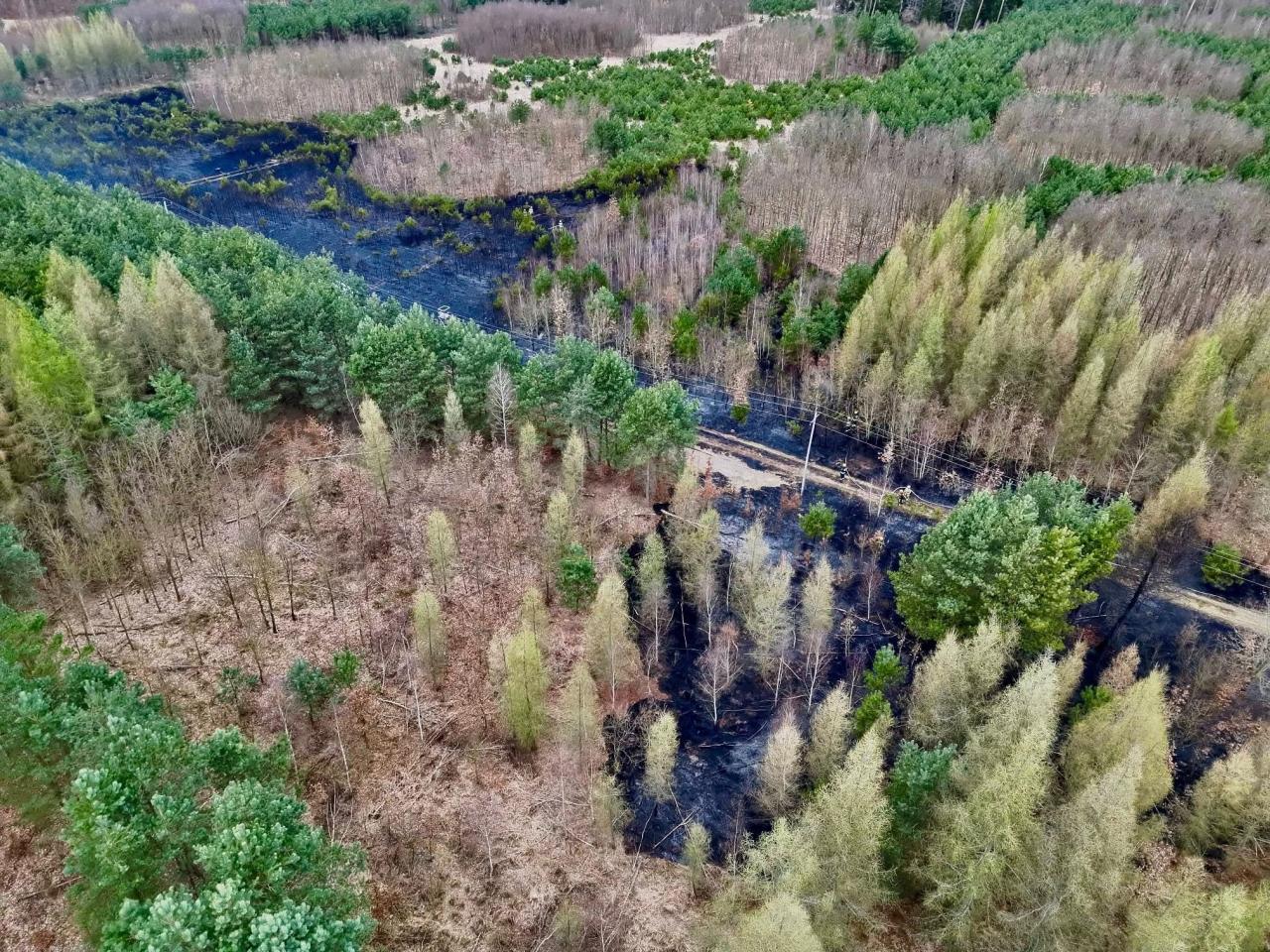 W Wielkopolsce obowiązuje drugi stopień zagrożenia pożarowego lasów. Straż Pożarna apeluje