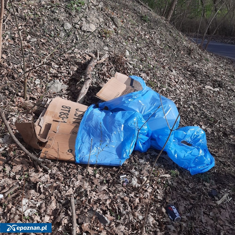 fot. Straż Miejska Miasta Poznania / FB