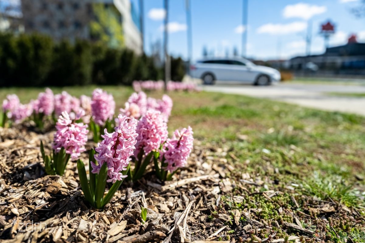 fot. Bartosz Jankowski / ZDM