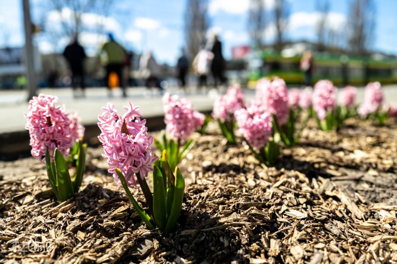 fot. Bartosz Jankowski / ZDM