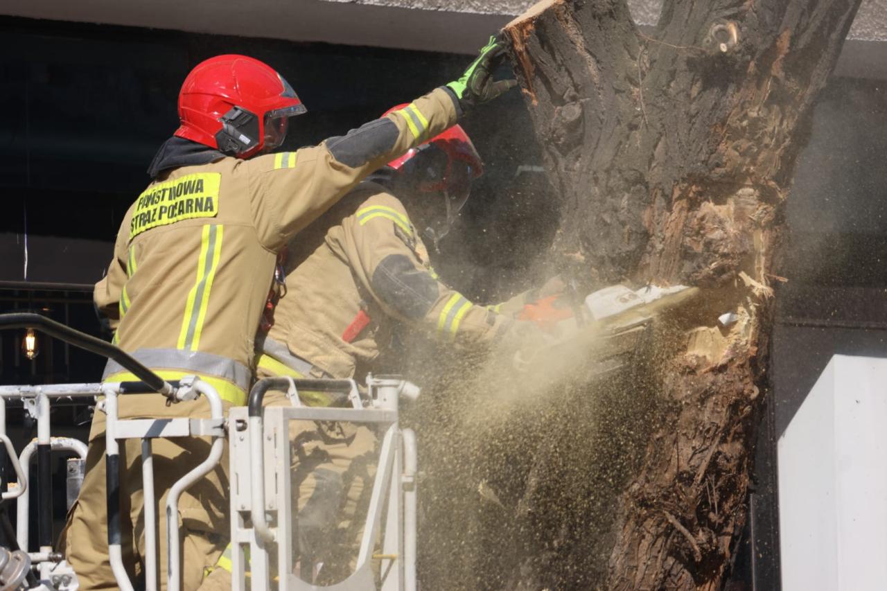 Akcja strażaków w Poznaniu. Drzewo pochylone nad jezdnią