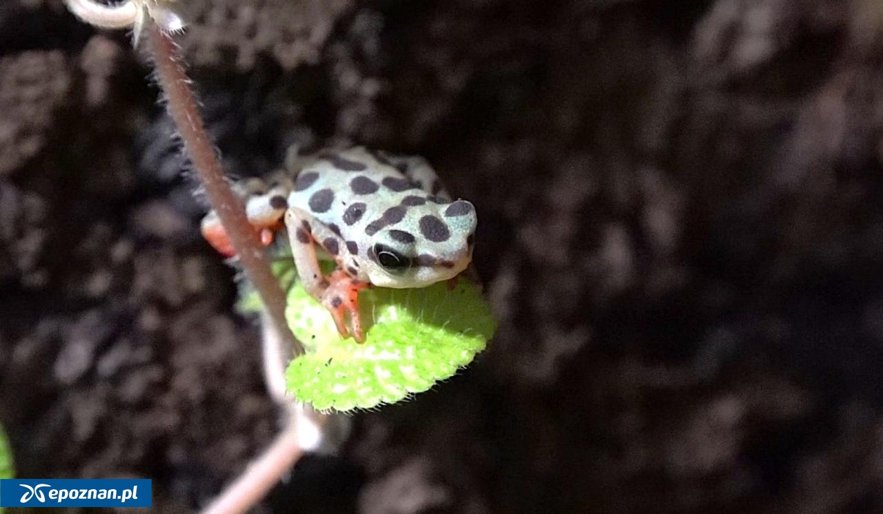 fot. Materiały prasowe