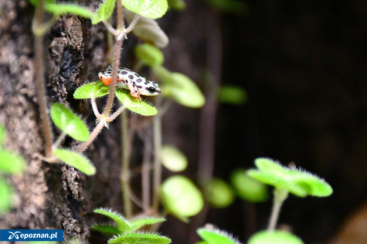 fot. Materiały prasowe