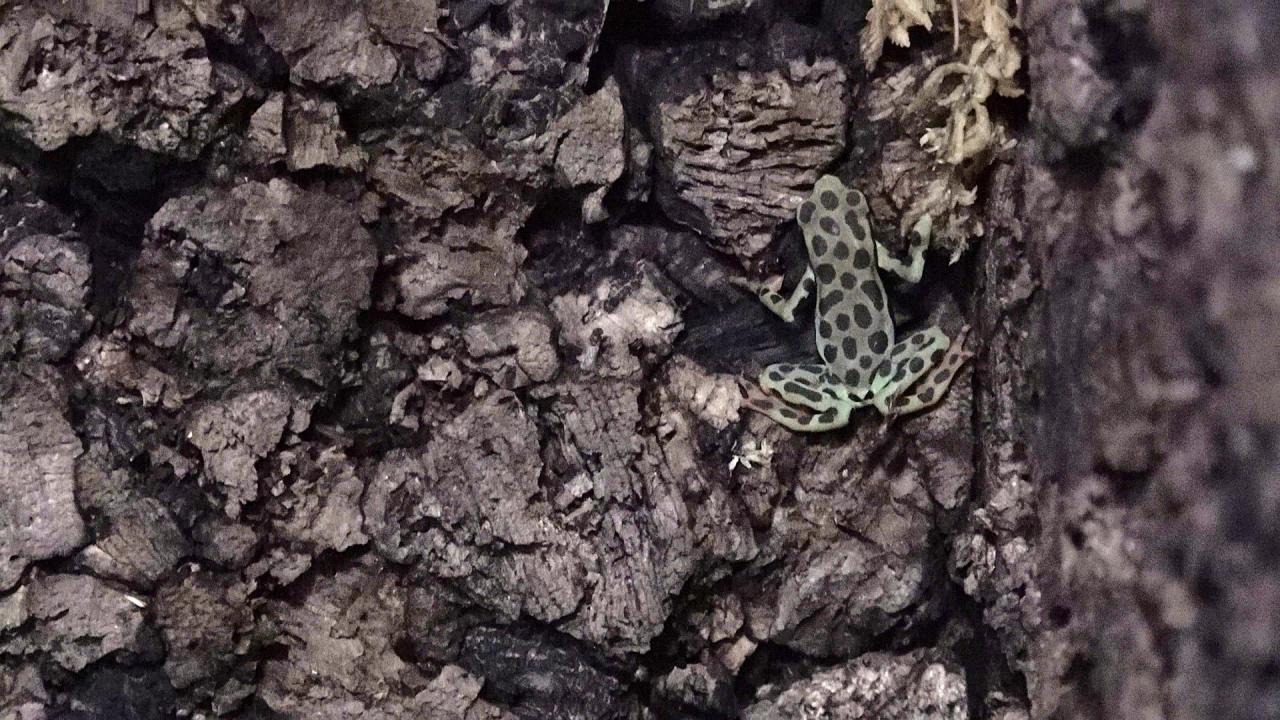 Nowi, wyjątkowi mieszkańcy poznańskiego ZOO. Dlaczego nie będzie można ich oglądać?