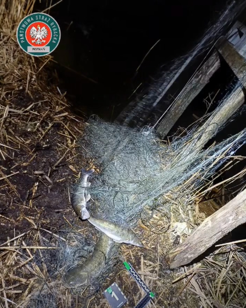 Kłusownicy zatrzymani pod Lesznem. Łowili ryby przy użyciu sieci