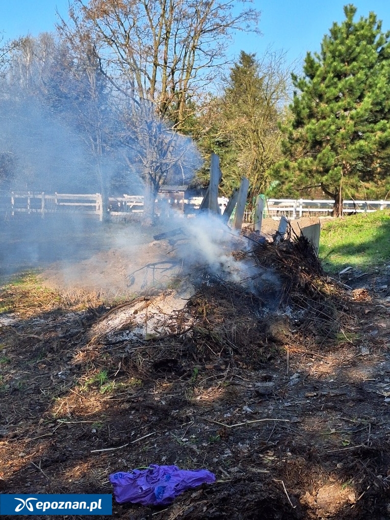 fot. Straż Miejska Miasta Poznania / FB