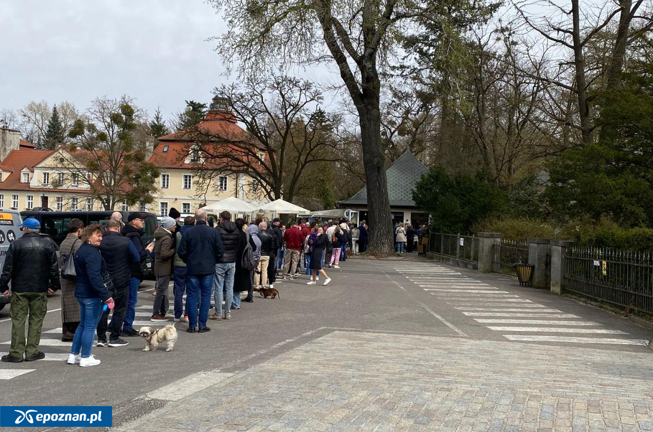 To miejsce pod Poznaniem znów może przeżywać oblężenie. "Tych, którzy mają możliwość przyjechania do nas poza weekendem, serdecznie do tego zachęcamy"