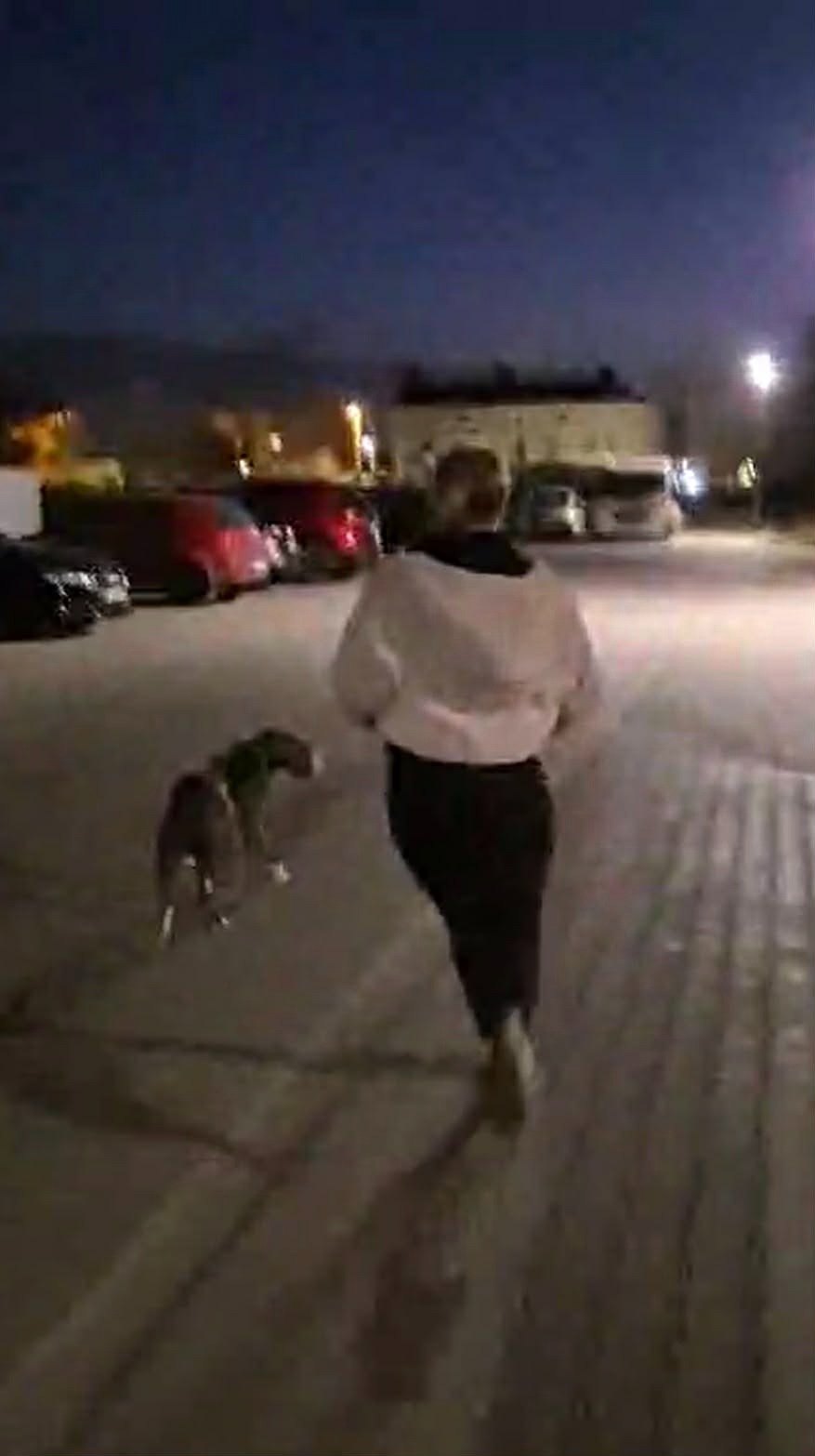 Pies zaatakował innego psa w Luboniu, zwierzę walczy o życie. Właściciel agresywnego czworonoga uciekł. "Znajdziemy was, bądźcie pewni"