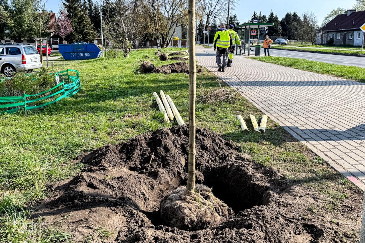 Sadzą nowe drzewa na Wildzie
