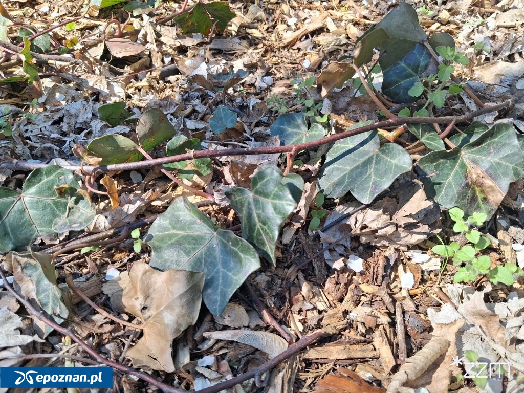 fot. ZZM Poznań / FB