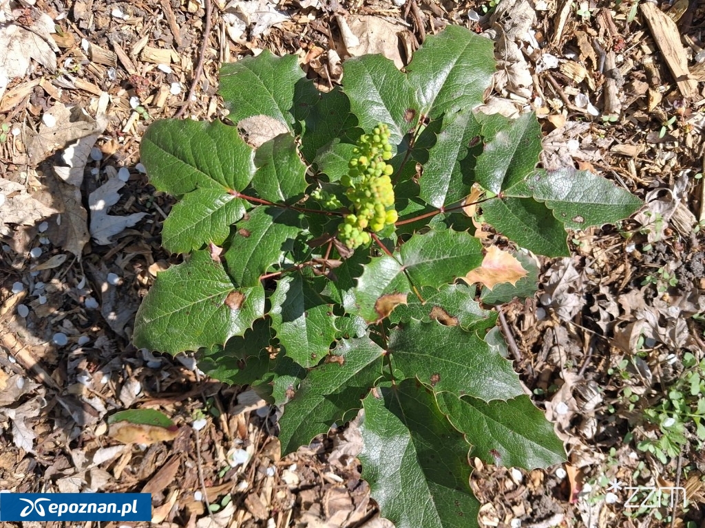 fot. ZZM Poznań / FB