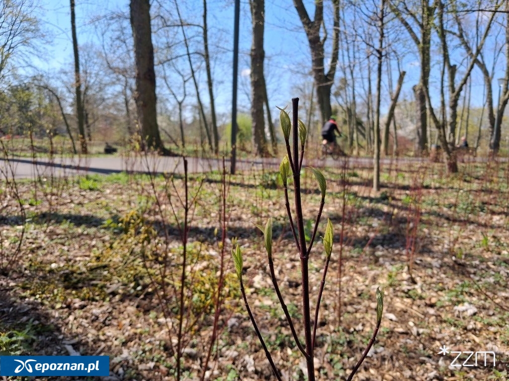 fot. ZZM Poznań / FB