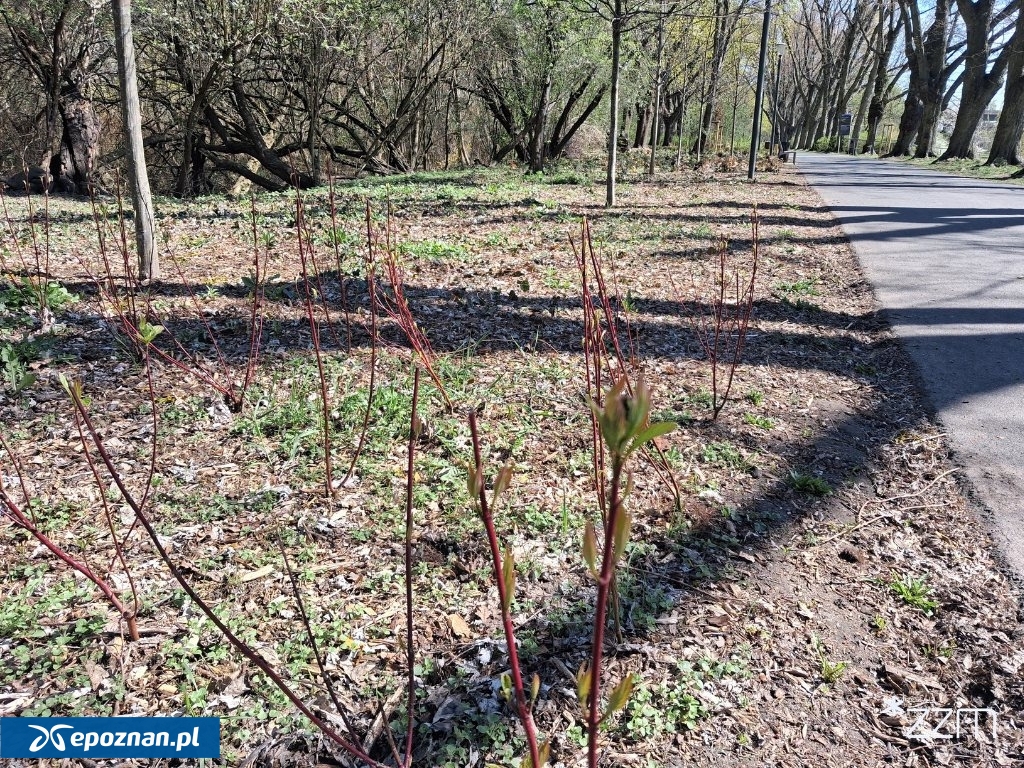 fot. ZZM Poznań / FB