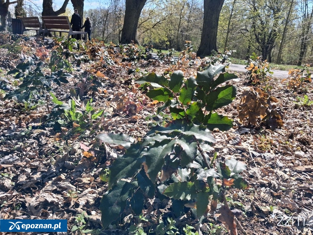 fot. ZZM Poznań / FB