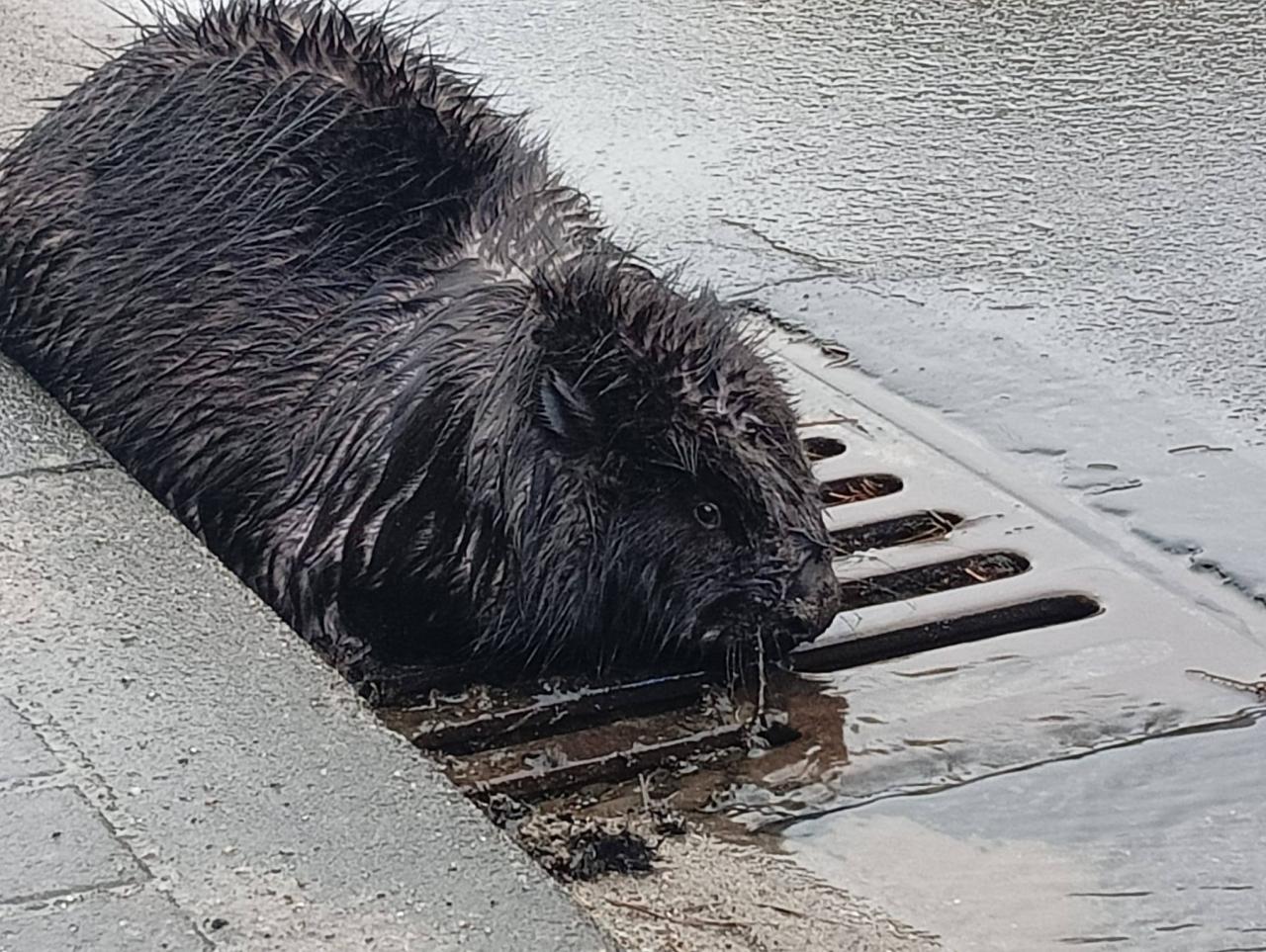 Nietypowy gość zagubiony na ulicach wielkopolskiego miasta. Pomogli policjanci