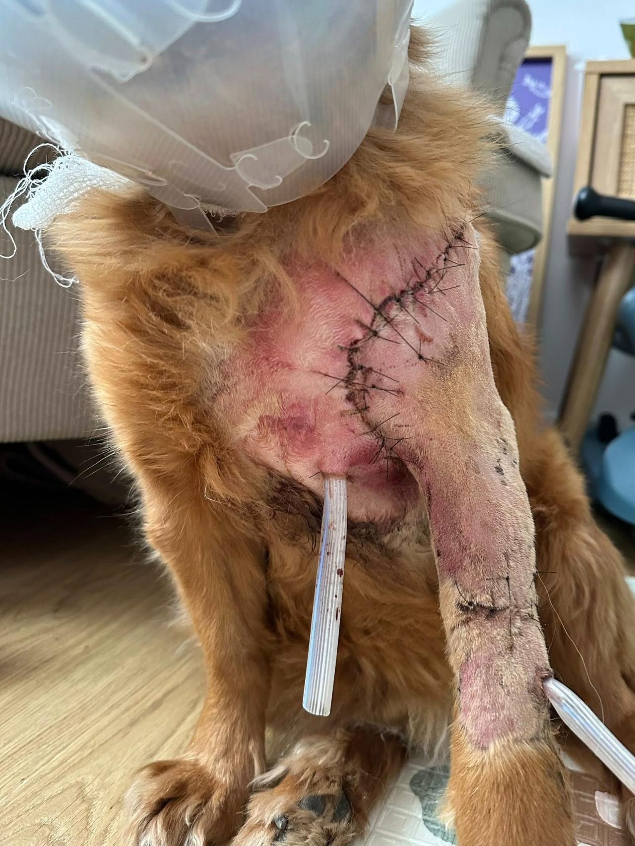 Tak wygląda pies po ataku innego czworonoga w Luboniu. Jest ultimatum dla właściciela agresywnego zwierzęcia