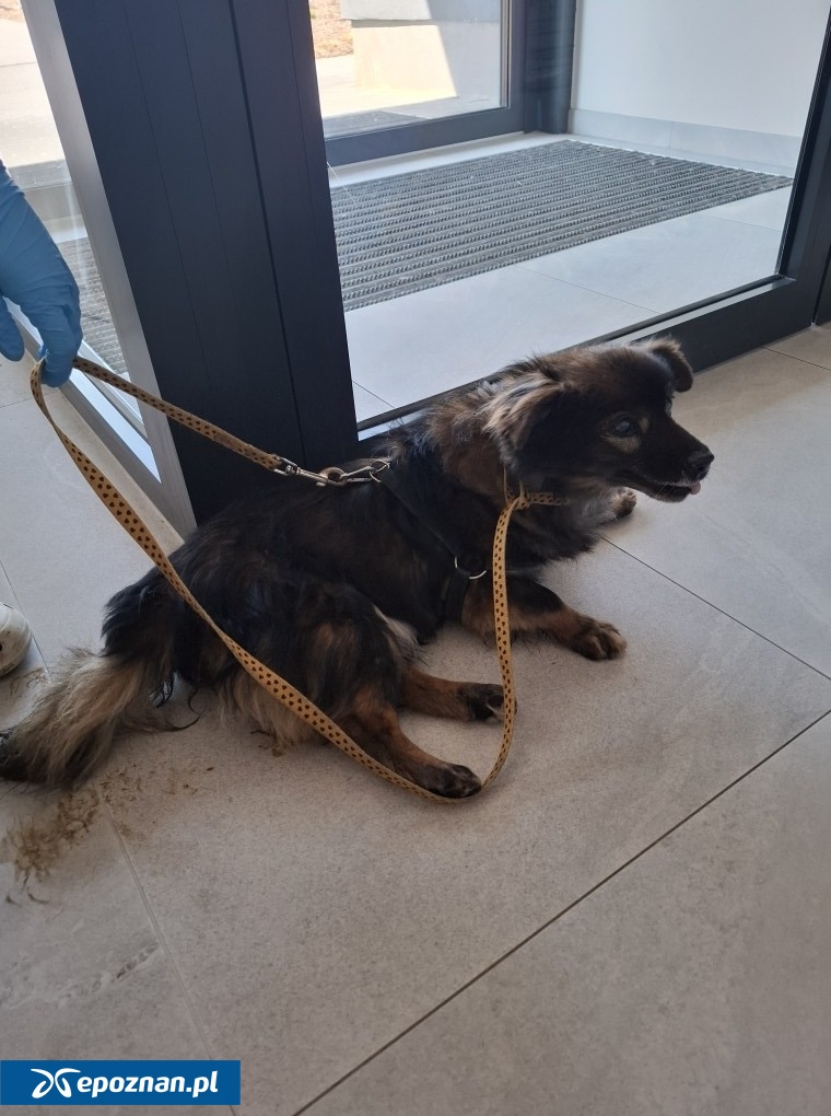 fot. Straż Miejska Miasta Poznania