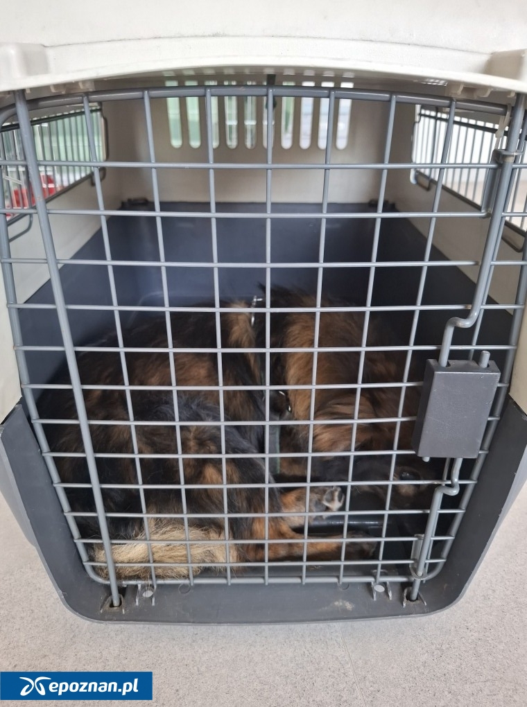 fot. Straż Miejska Miasta Poznania