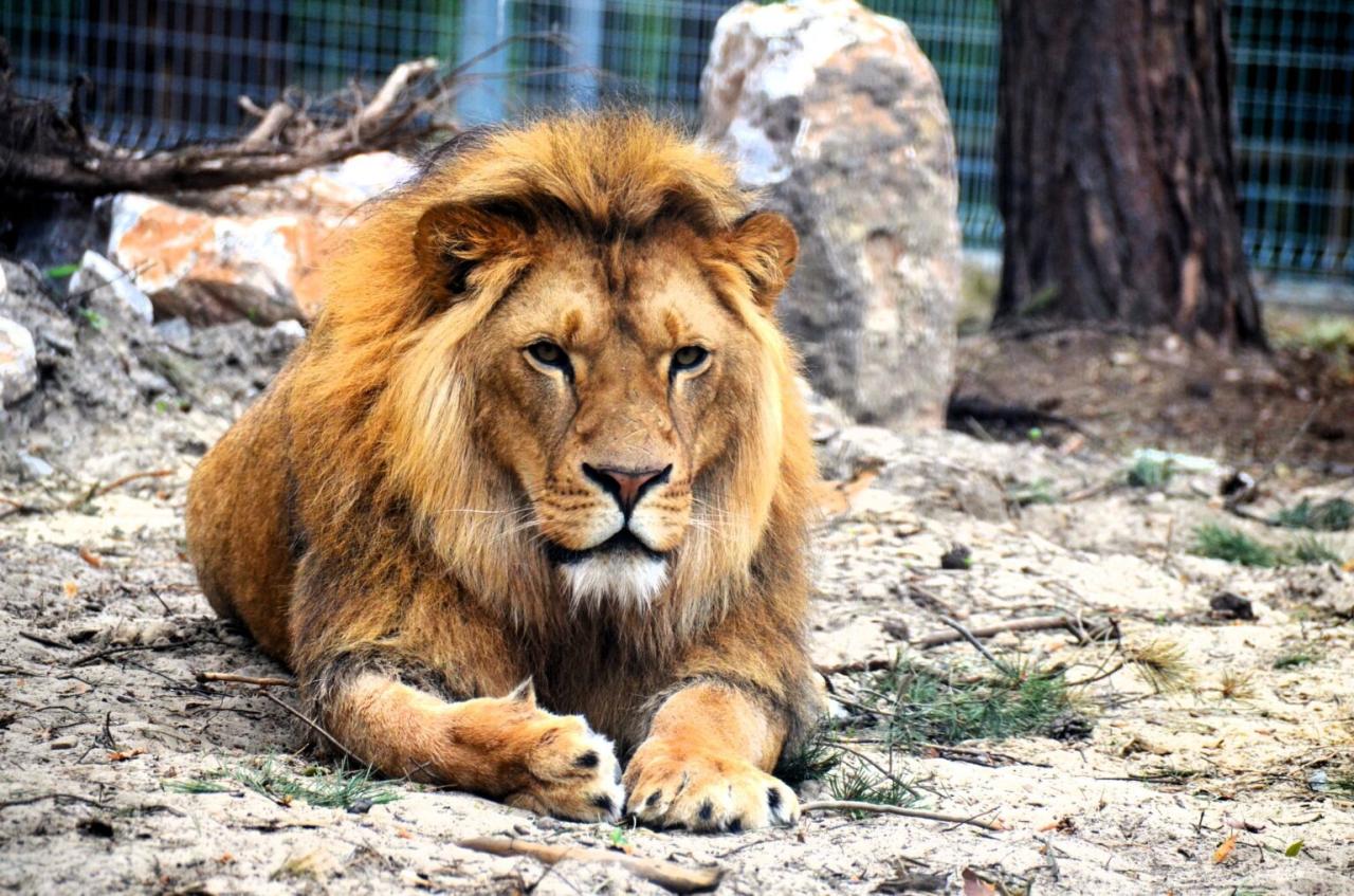 Radna PiS ma kolejne zarzuty wobec pracowników poznańskiego ZOO. "Bomba biologiczna, spleśniałe siano, suche maty"