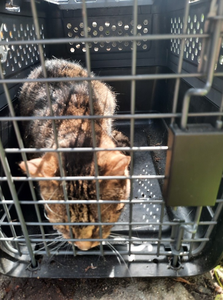 Nietypowa akcja ratunkowa na Naramowicach. Kot wyskoczył z trzeciego piętra