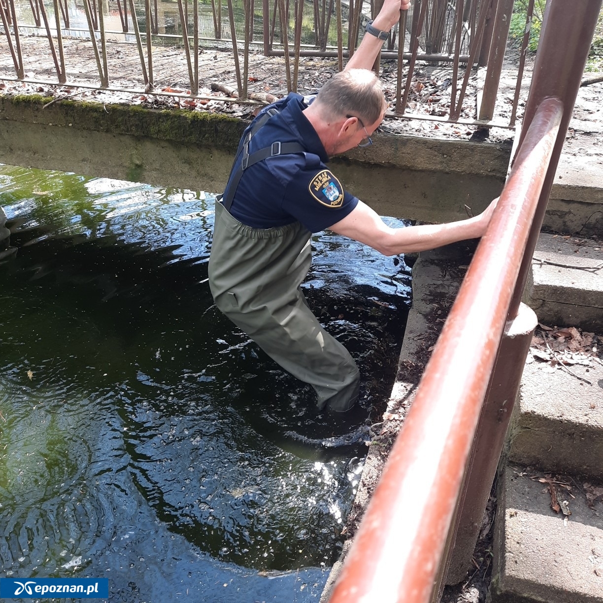 fot. Straż Miejska Miasta Poznania
