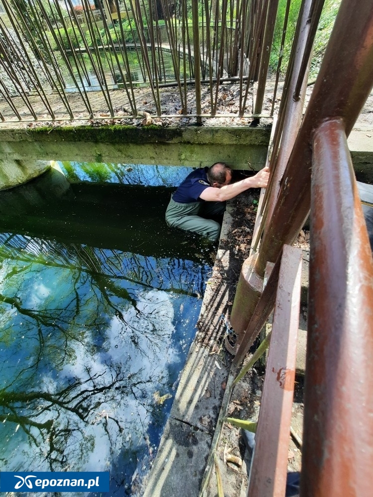 fot. Straż Miejska Miasta Poznania