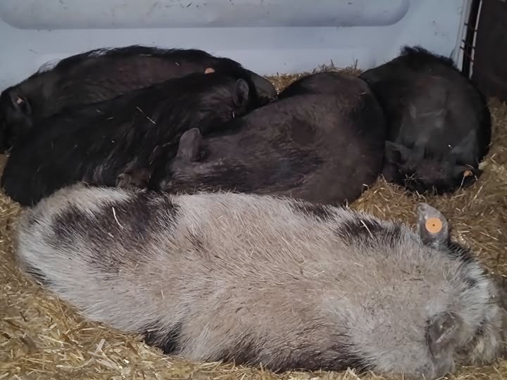 16 psów i 5 świń wietnamskich odebranych właścicielowi z regionu