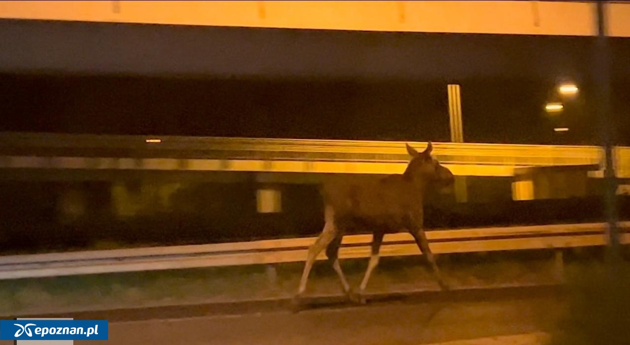 Zderzenie z łosiem na "krajówce" w regionie. Dwie osoby ranne