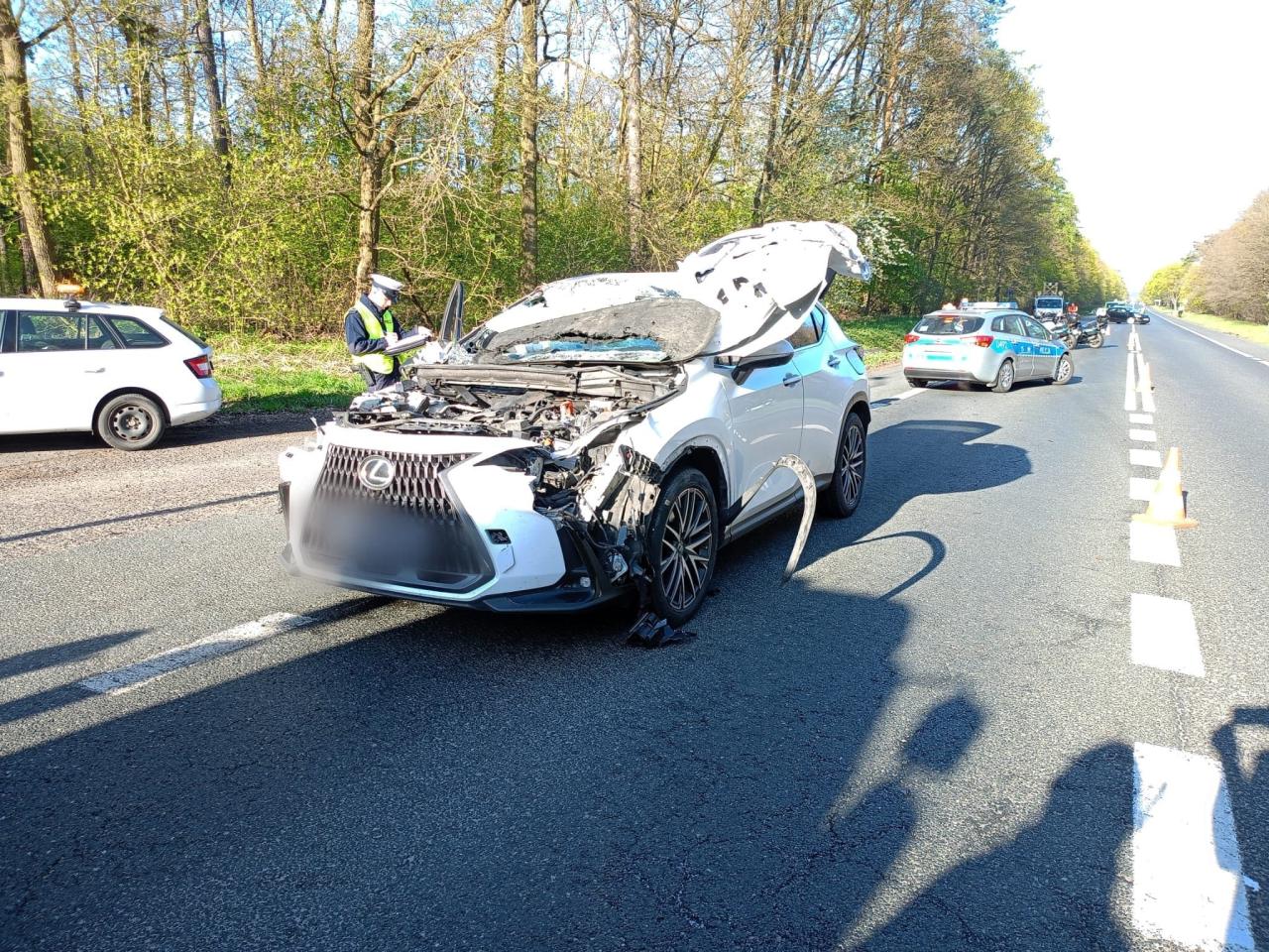 Zderzenie z łosiem na "krajówce" w regionie. Dwie osoby ranne