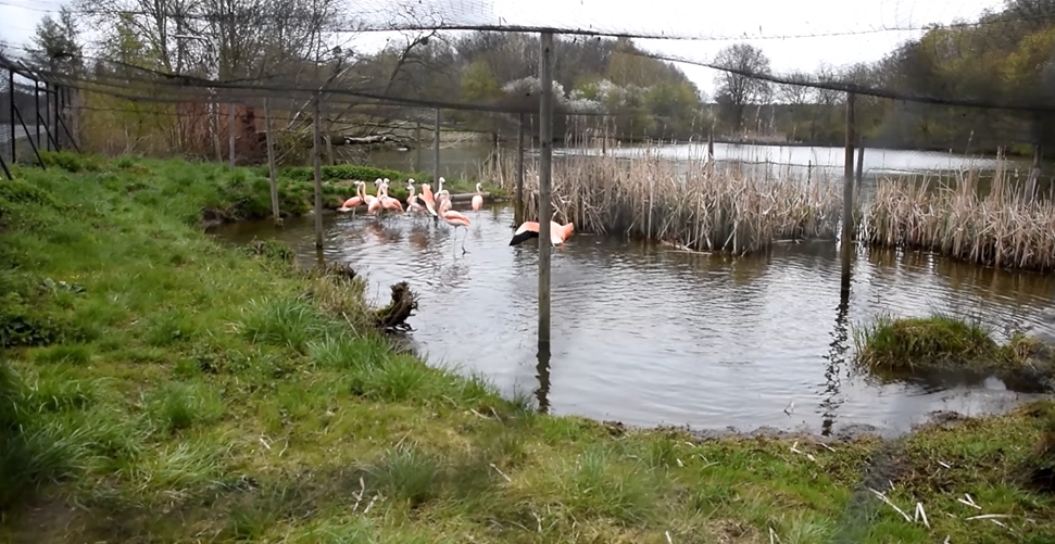 Są ambasadorami ważnej kampanii. W niedzielę ich święto będziemy obchodzić również w Poznaniu