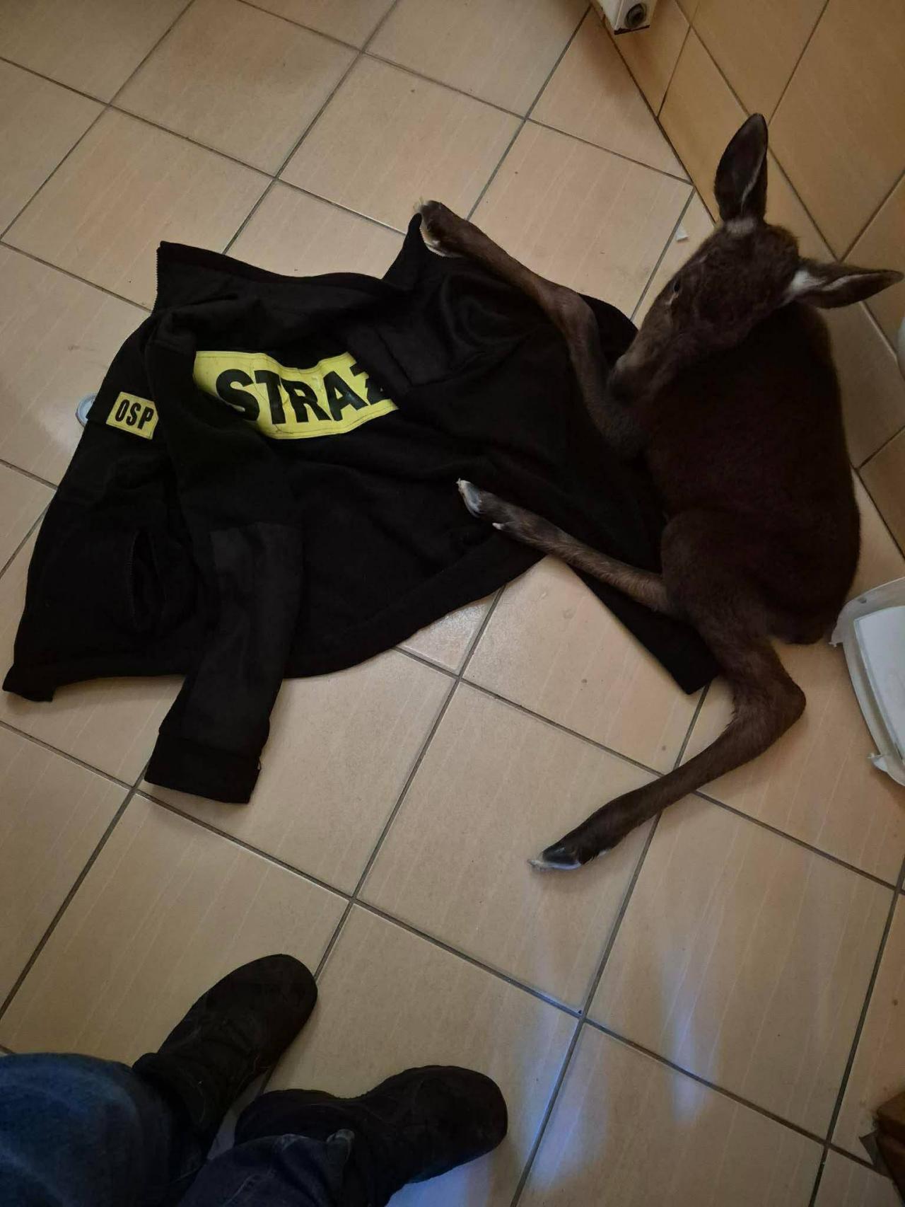 Niespodziewany finał wypadku samochodu z dzikim zwierzęciem w regionie. Na świat przyszedł mały łoś