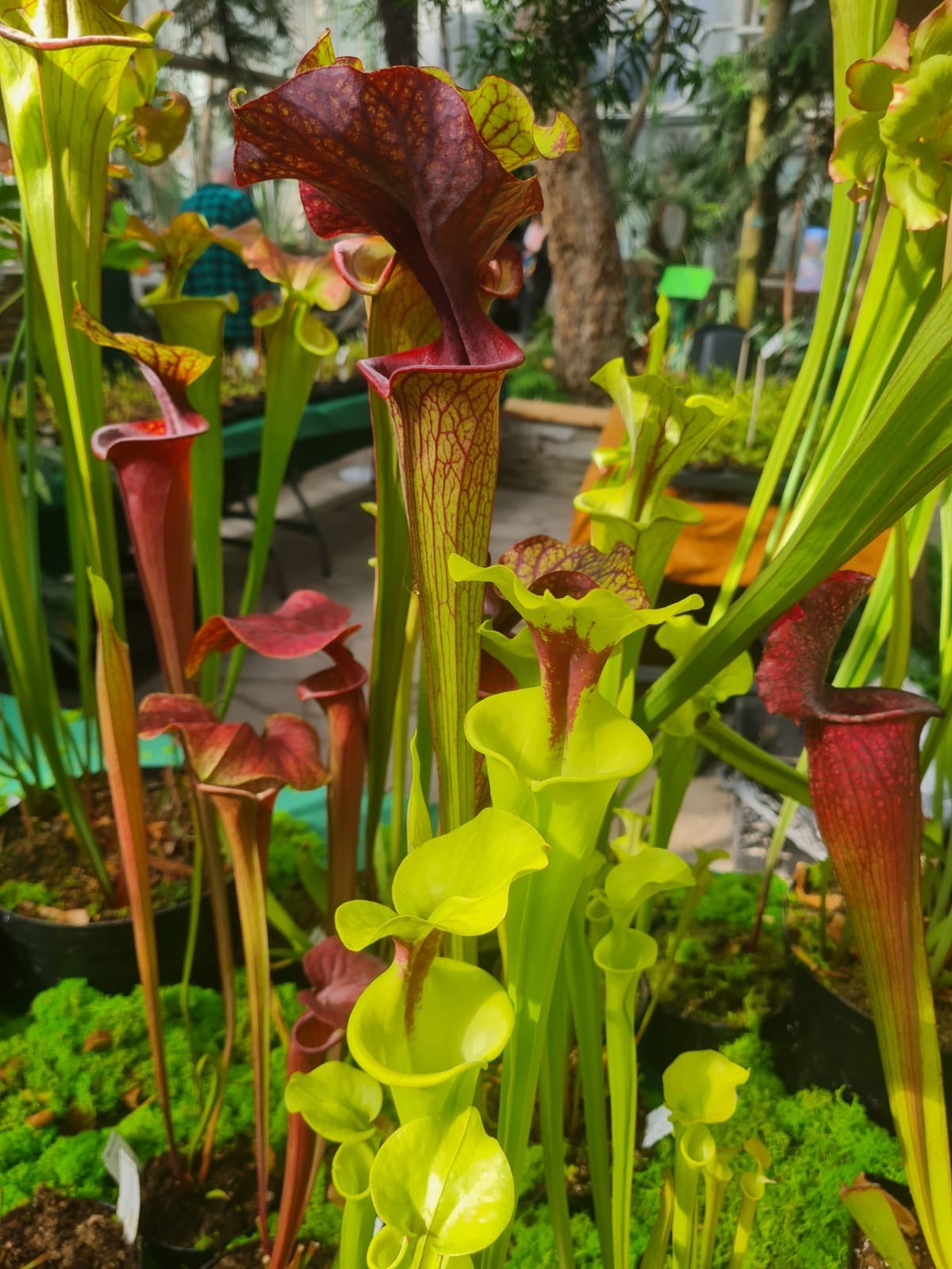 Gratka dla miłośników nietypowych roślin. Potrafią "jeść" i będzie można je kupić