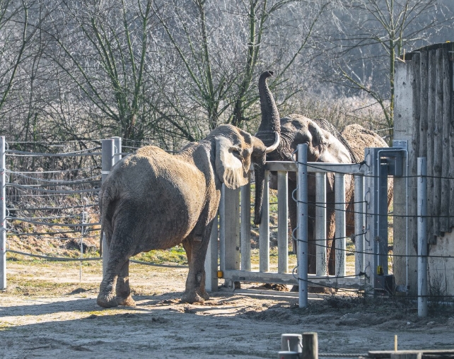 Poznańskie Zoo przygotowuje się na przyjęcie seniorskich słonic z Duisburga
