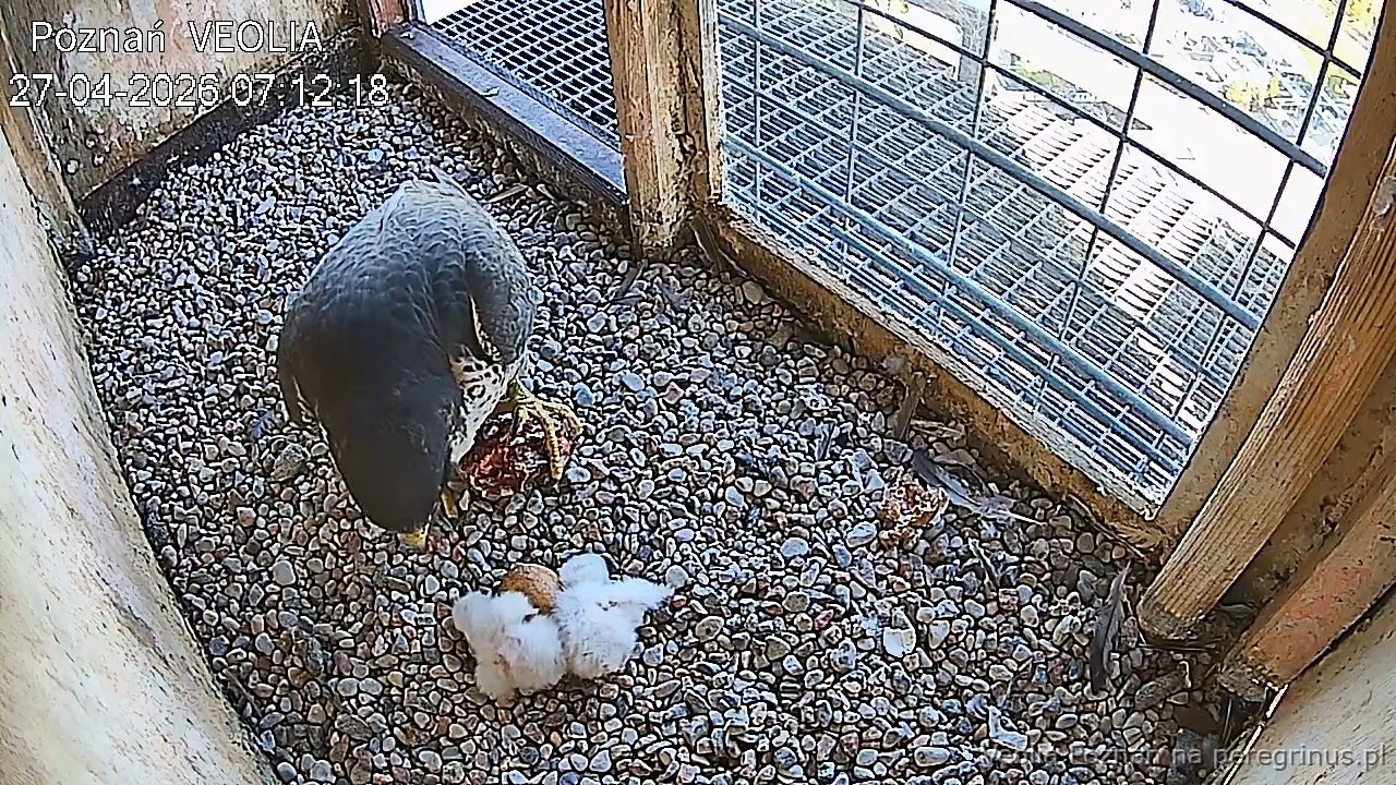 3 sokoły wykluły się w Poznaniu. Na wysokości 120 metrów!