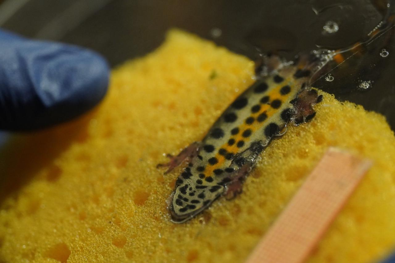 Po majówce ruszą prace nad japońskim ogrodem w Zoo. Projekt wspiera herpetolog z Uniwersytetu Przyrodniczego