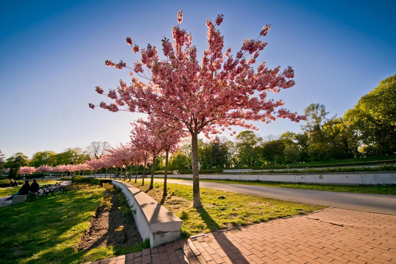 Wyjątkowy widok w poznańskich parkach. "Nie trzeba lecieć do Japonii."