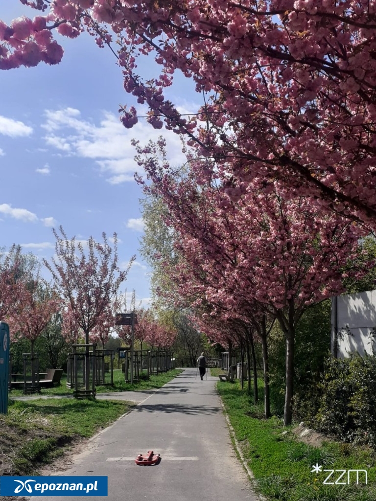 fot. ZZM Poznań