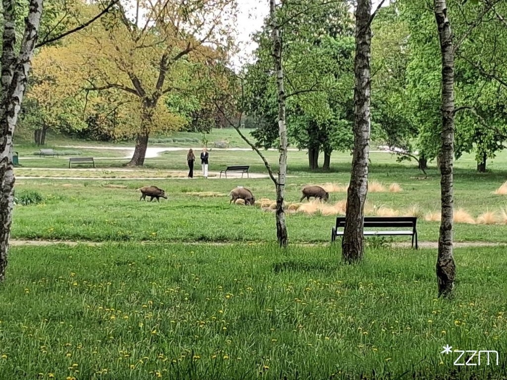 Dziki biegają po Cytadeli. Jest apel do spacerowiczów
