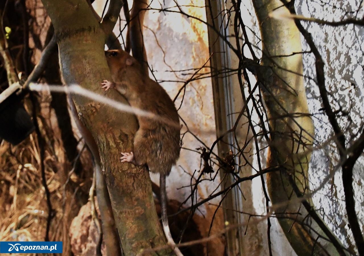 fot. Nowe ZOO w Poznaniu