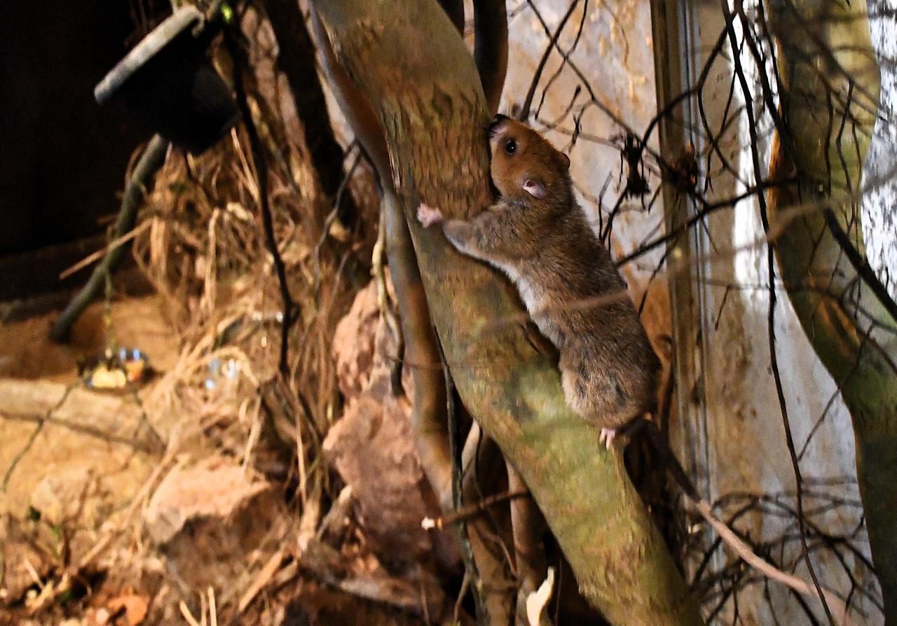 Są nowi mieszkańcy Ogrodu Zoologicznego w Poznaniu. Żyją na drzewach