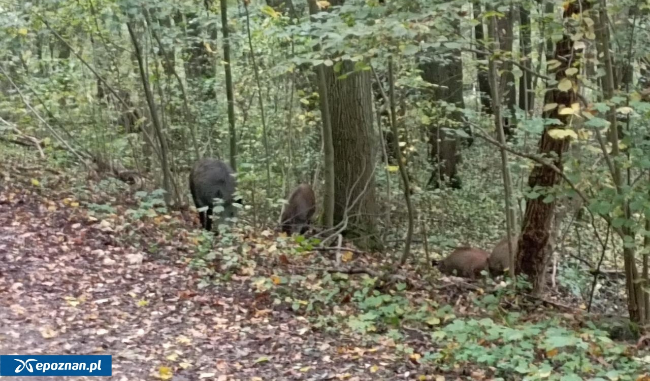 Dziki w kolejnym miejscu Poznania!