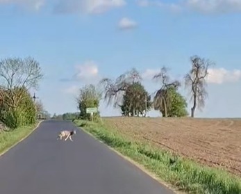 Coraz więcej wilków w regionie. Sołtys zaapelował o zachowanie ostrożności. W internecie pojawiło się nagranie