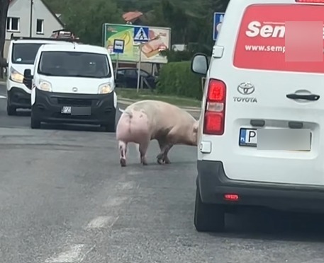 Świnia hodowlana blokowała jezdnię. W Internecie pojawiło się nagranie