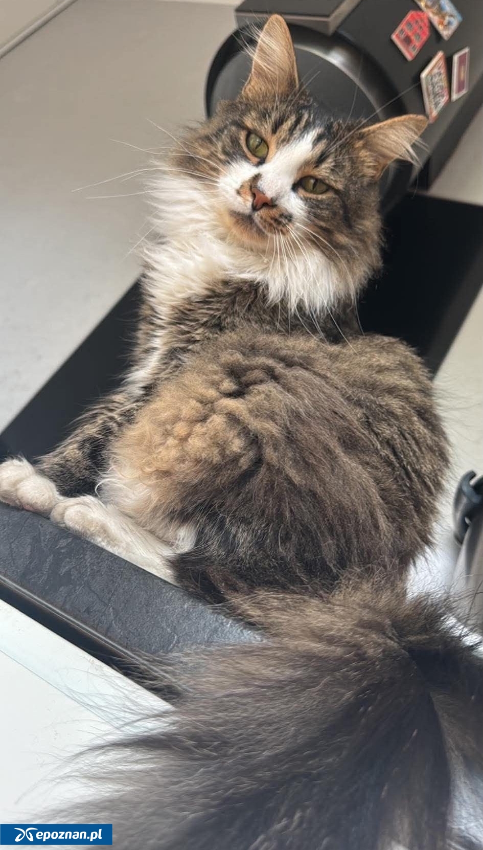 fot. Kaliskie Stowarzyszenie Pomocy Dla Zwierząt Help Animals / FB