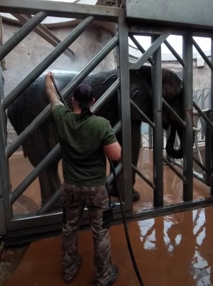 Poznańskie ZOO szykuje się na przyjęcie trzech słonic z Niemiec