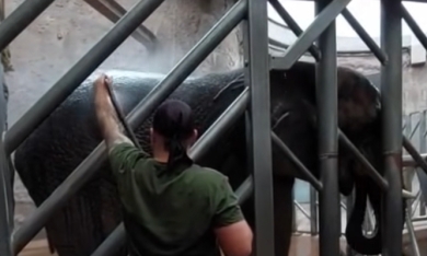 Poznańskie ZOO szykuje się na przyjęcie trzech słonic z Niemiec