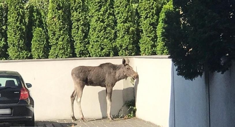 Łoś biegał między innymi po poznańskim Starym Rynku