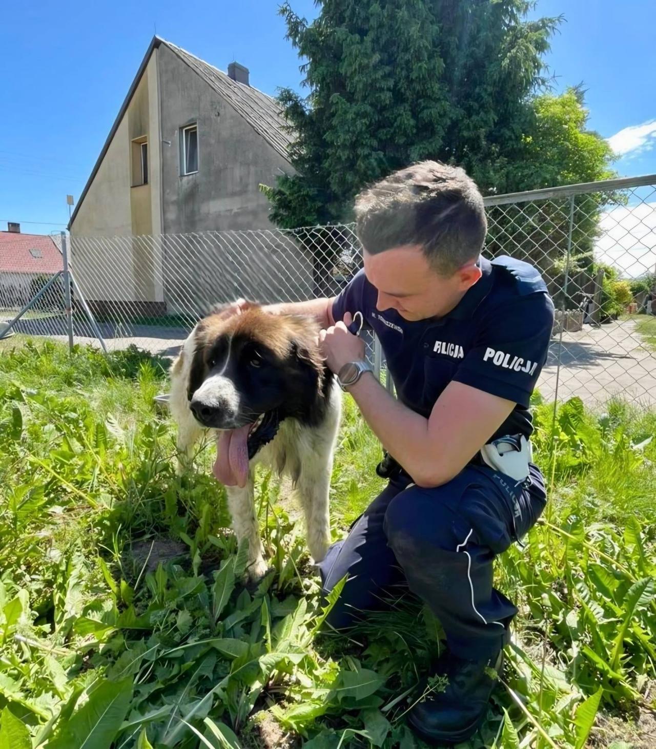 Region. Policjanci zauważyli na drodze zdezorientowanego psa. Sprawa ma szczęśliwe zakończenie