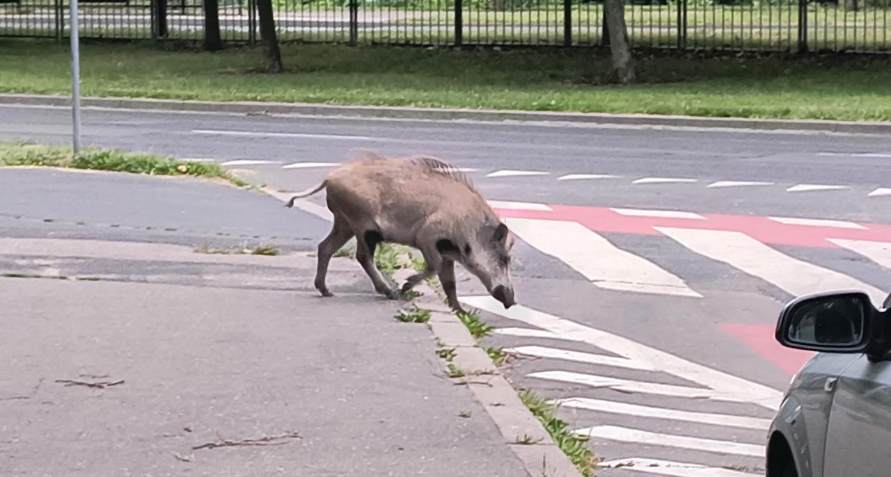 Dzik spacerował w okolicach poznańskiego ronda